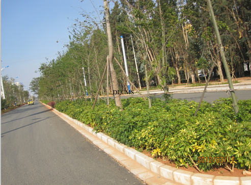 晋宁东大河景观施工实景-道路绿化